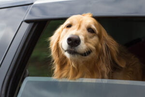 taking a road trip with your pet