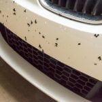 bug-stain-removal-cheap-car-insurance