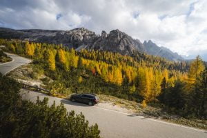 Car driving on road with pine trees all around