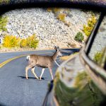 A deer in the road