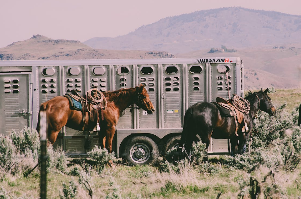 Horses tied to a trailer