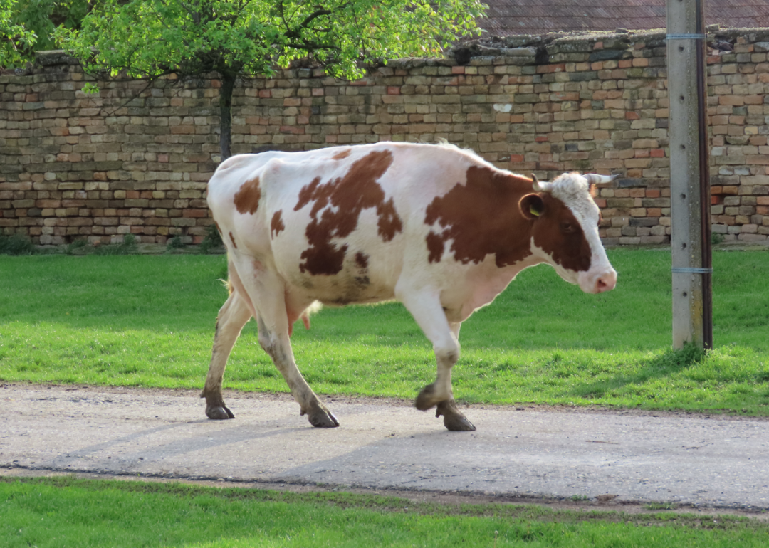 Cow walking in the neighborhood