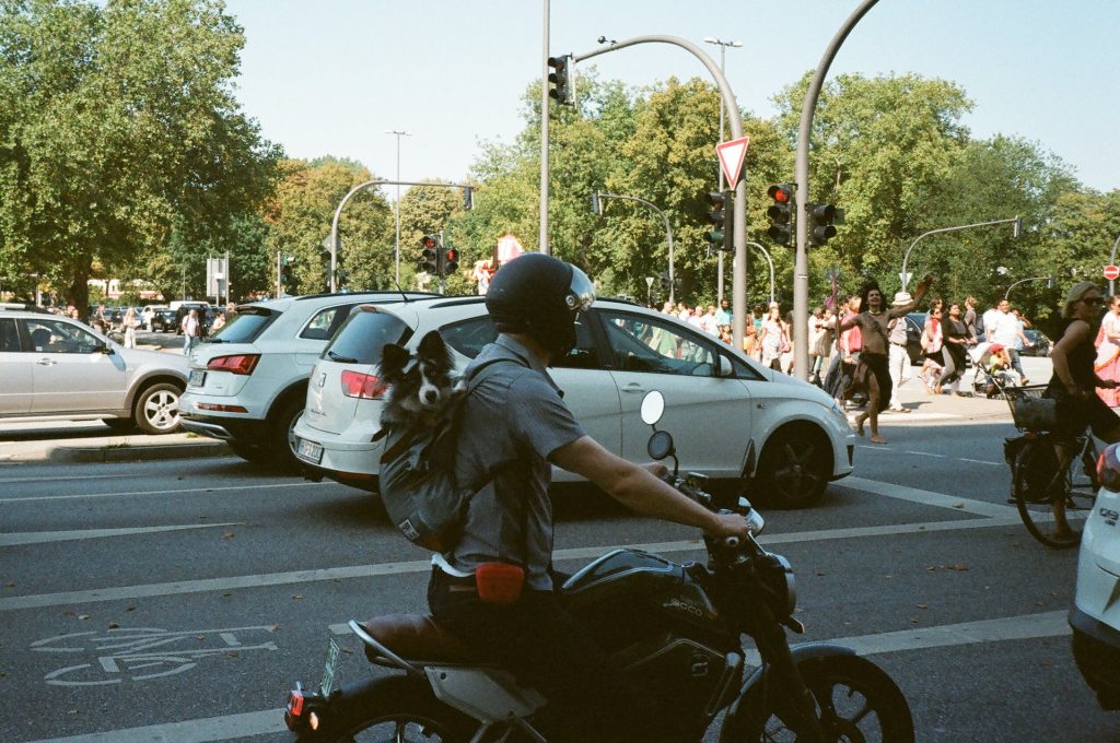 dog in backpack on motorcycle