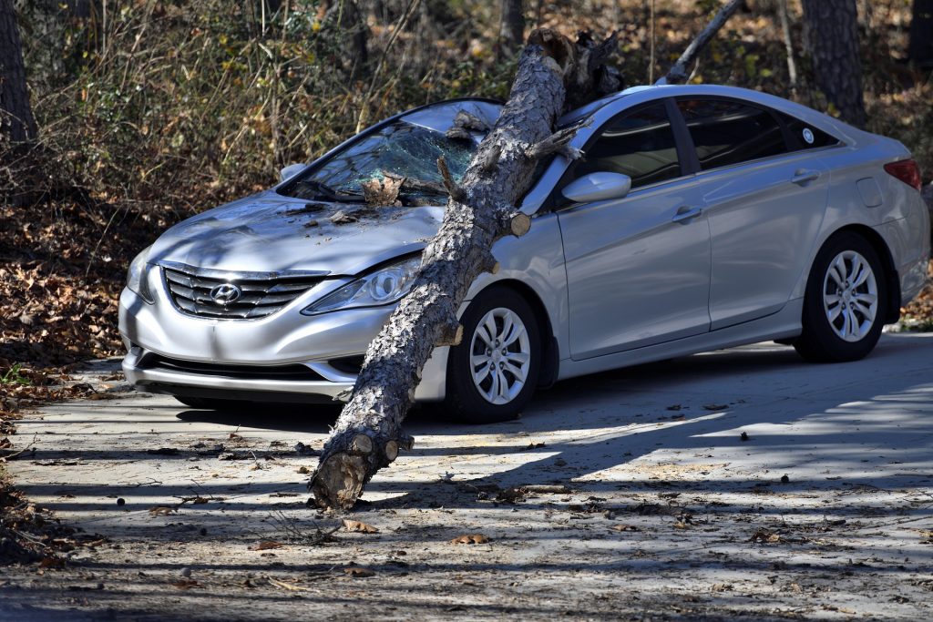 car hit by fallen tree limb