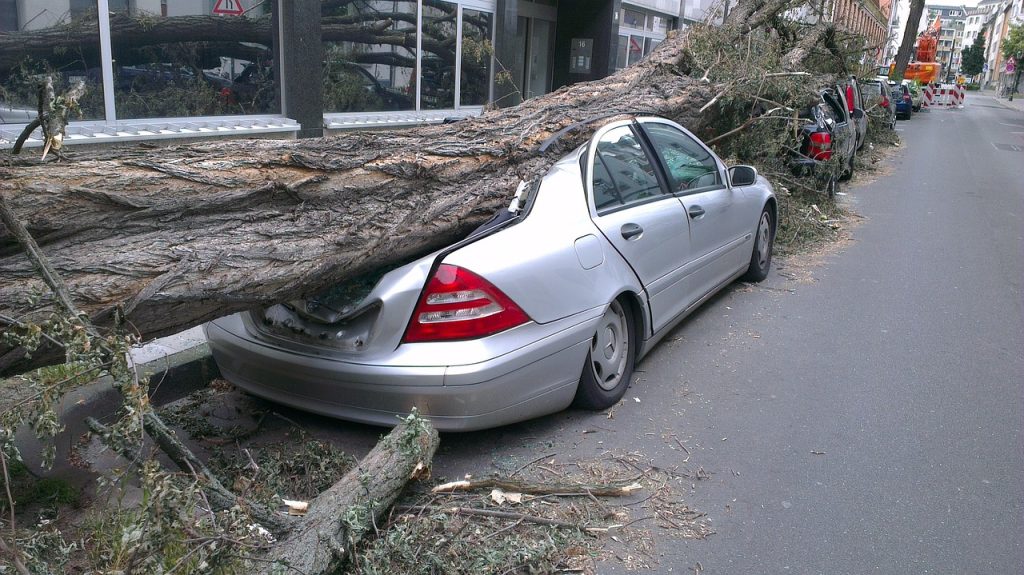 Tree falls on a car.