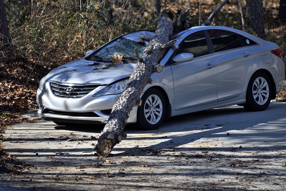 Tree fell onto car smashing windshield.