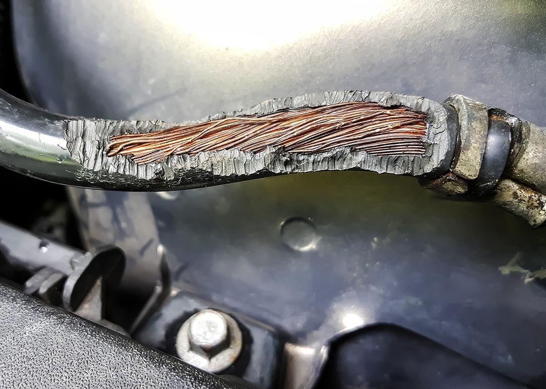 Rodent Damage in Car: Prevent Costly Repairs and Save Money